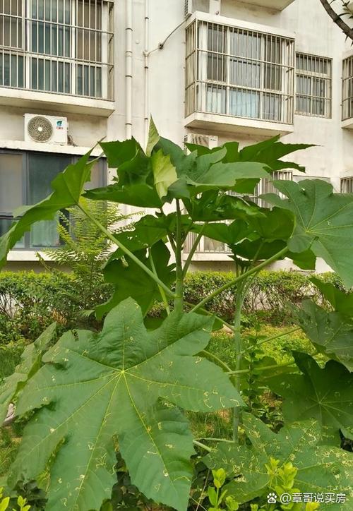 房前种植蓖麻会对家宅风水产生怎样的影响呢？