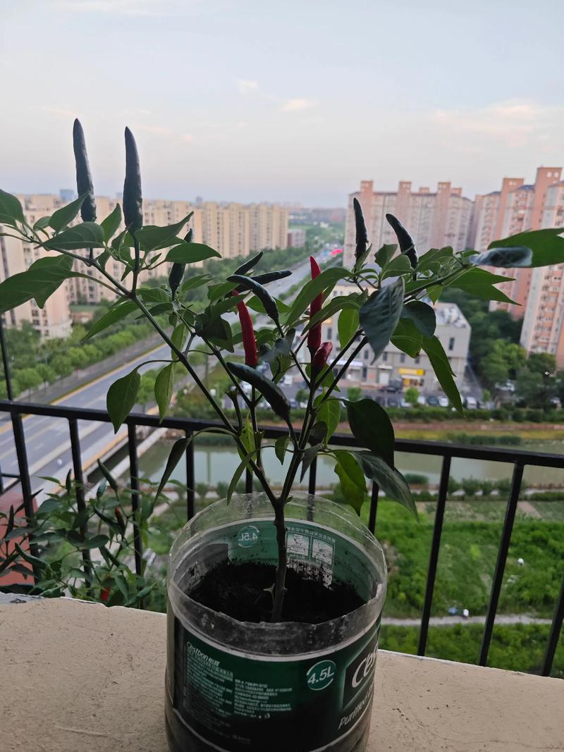 阳台种植辣椒风水适宜吗？