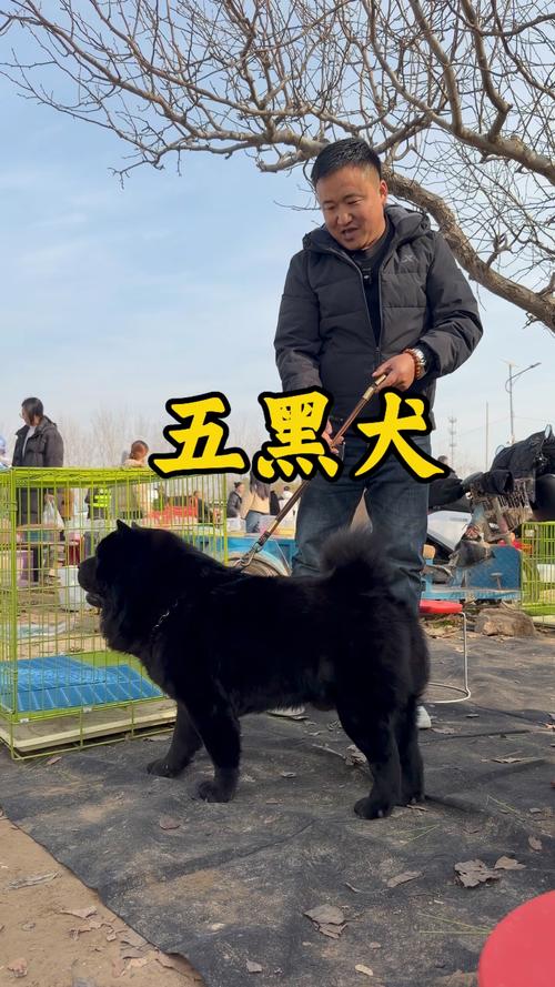 养黑狗真的能够改变家里的风水吗？