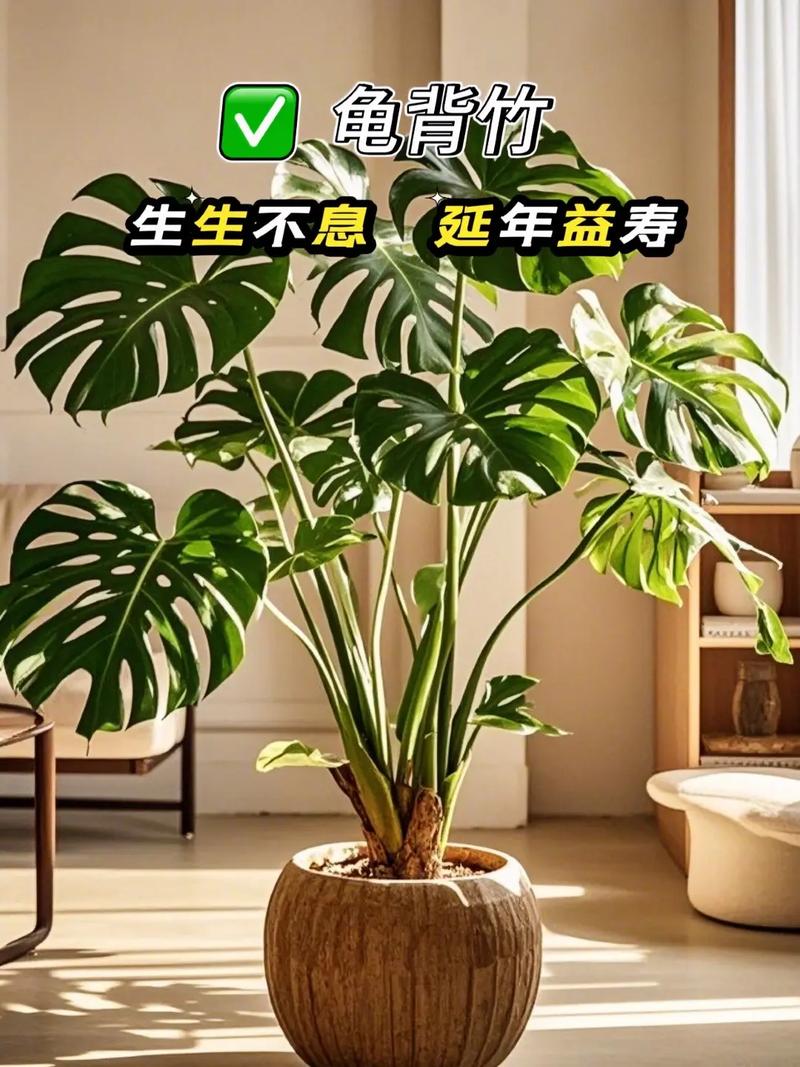 家里适合种植花草植物吗？这样的布局对风水有好处吗？