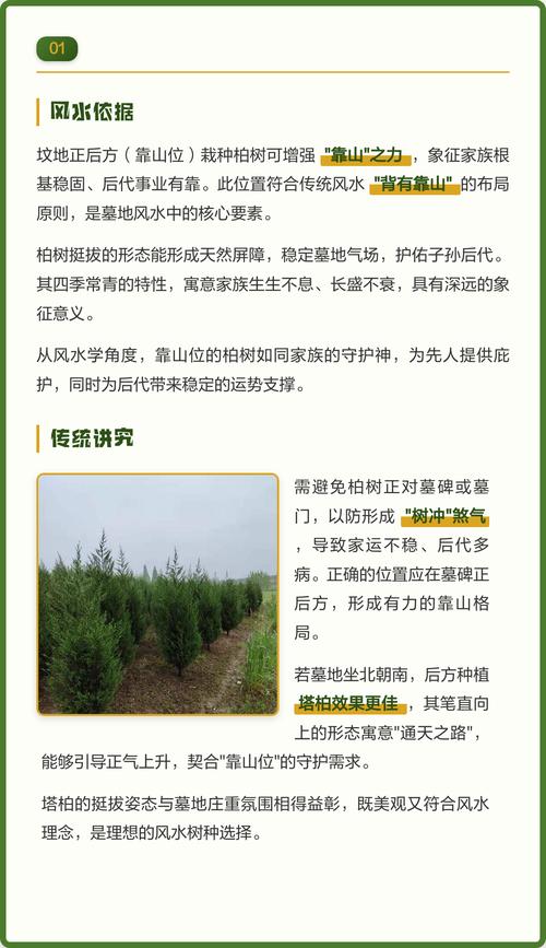 墓地松柏的风水讲究有哪些具体要求？