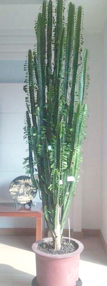 家里摆放龙骨植物风水上是否有利于家庭吉祥？