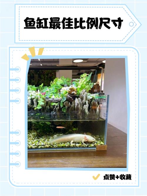 将九条金鱼分缸养是否会影响家居风水布局呢？