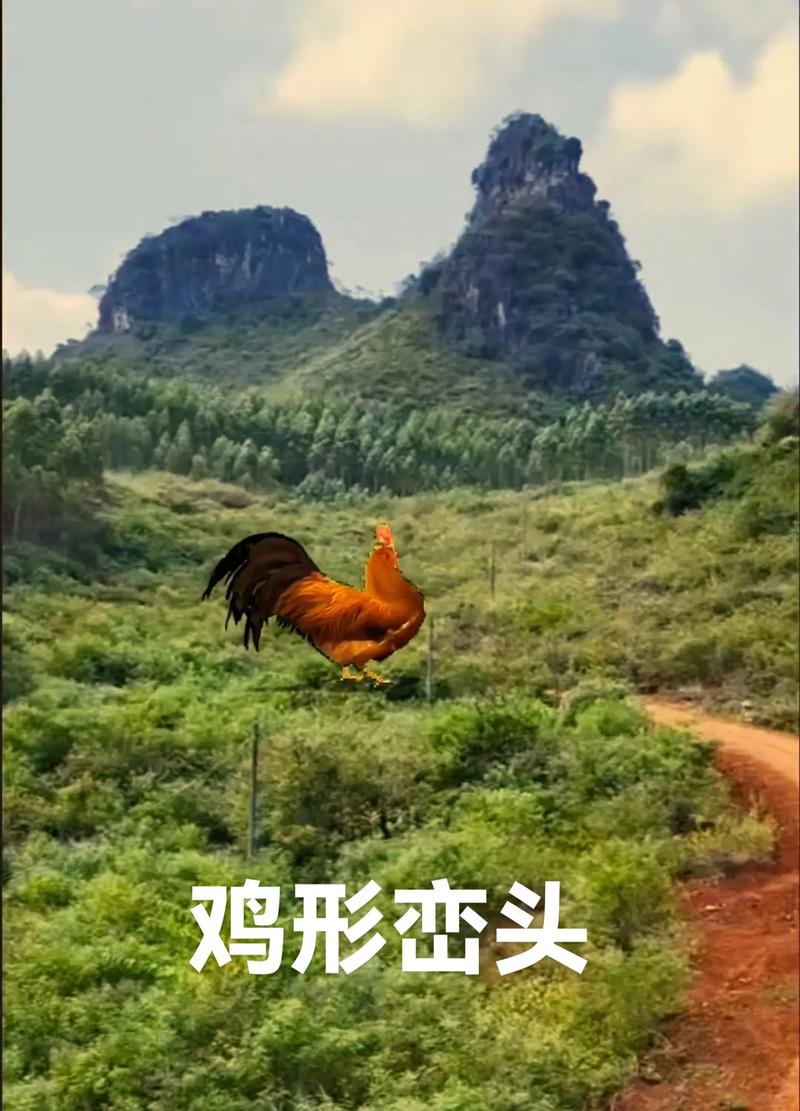 坟墓附近养鸡会对风水产生什么影响？