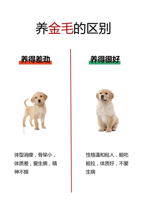 家庭养狗对风水影响有多大，有没有什么讲究？