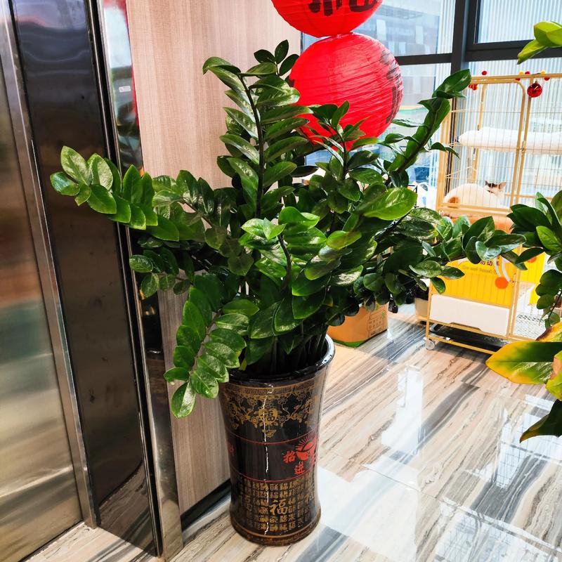 金钱树作为风水植物，其摆放位置有何讲究？