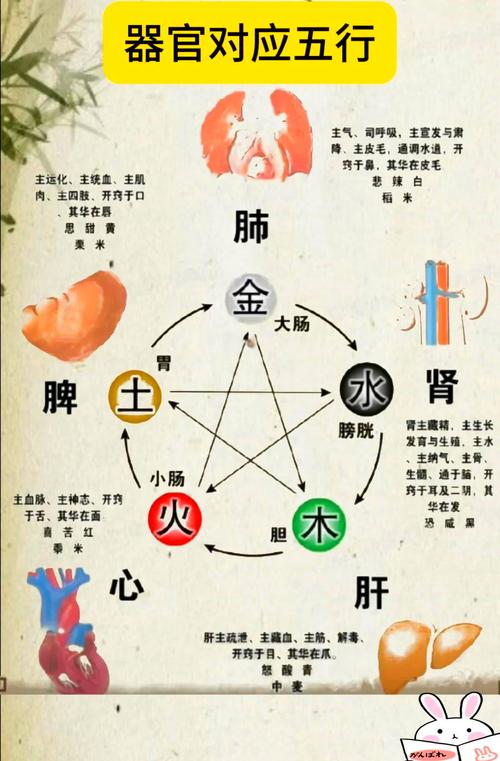 五行相生的命是什么命？五行与五脏之间有何关联？
