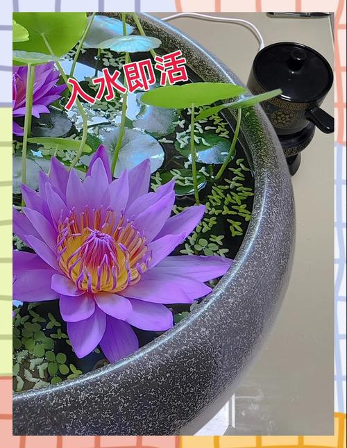 睡莲供奉风水方面是否适宜，有哪些讲究和好处？