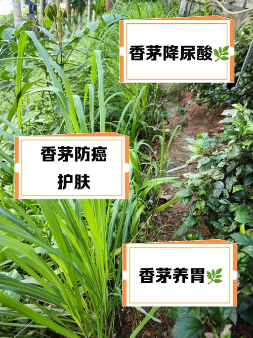 家里种植香茅草对风水有好处吗？