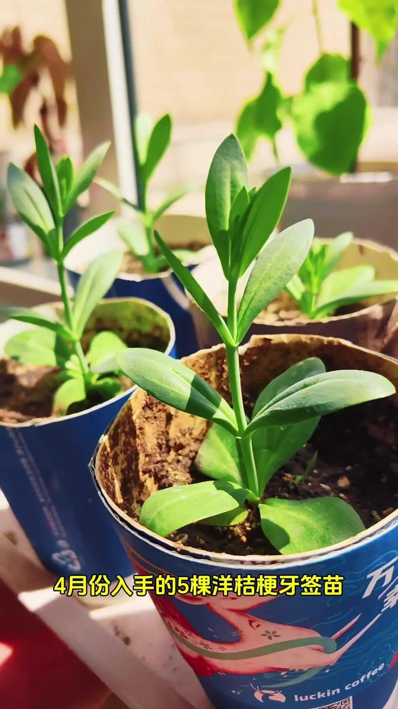 家里用牙签插花盆会影响风水吗？