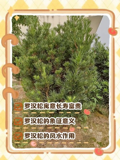 家里种植松树会对风水产生哪些具体影响？