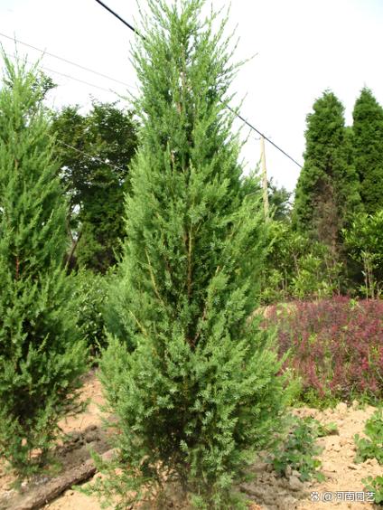 柏树院内枯死是否会对家庭风水产生不良影响？