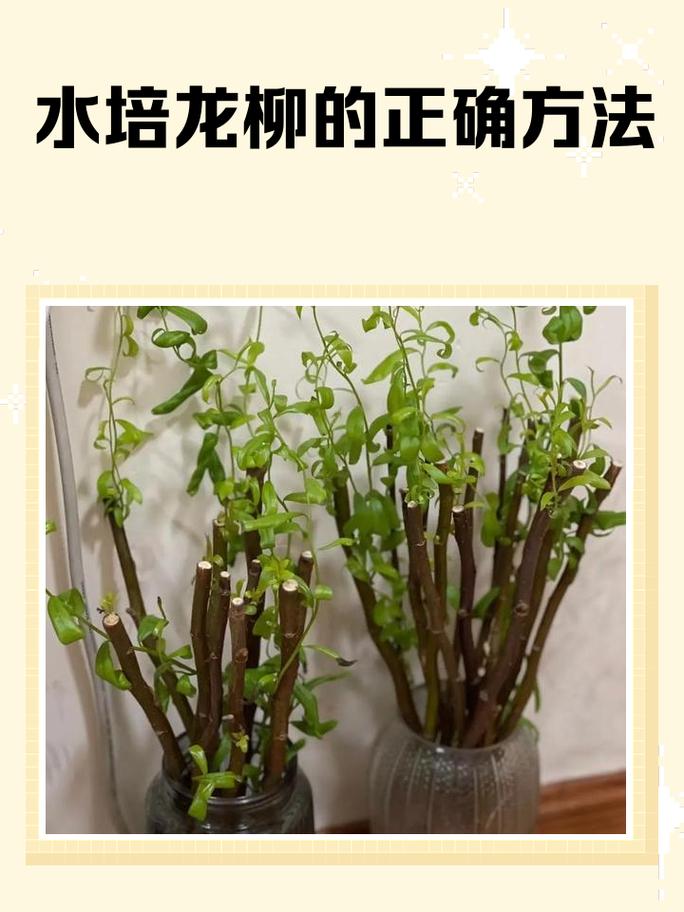 柳树作为风水植物，能避邪吗？其风水效果如何？