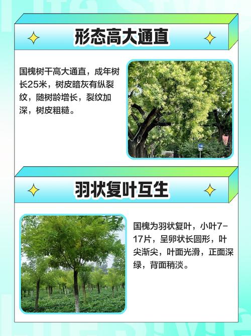 砍伐槐树会对家宅风水产生怎样的影响？