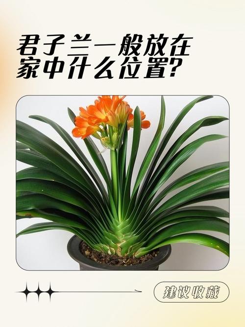 房间摆放兰花风水如何，适宜吗？