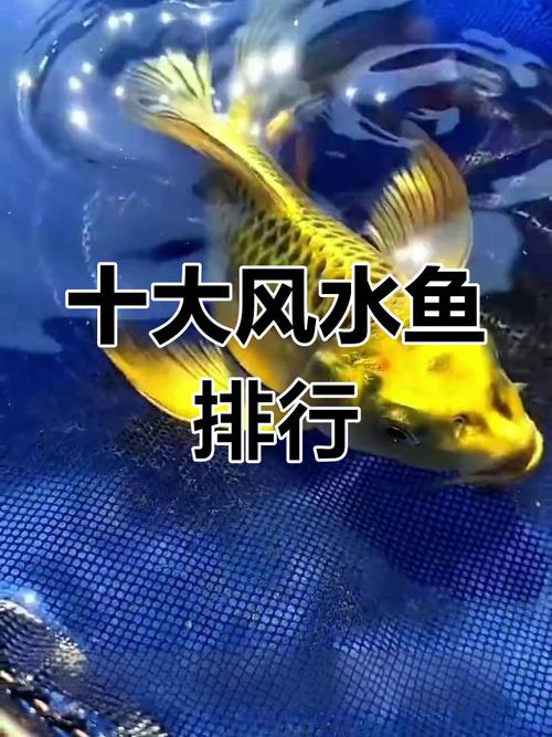 风水鱼条数中，女王鱼算一条吗？