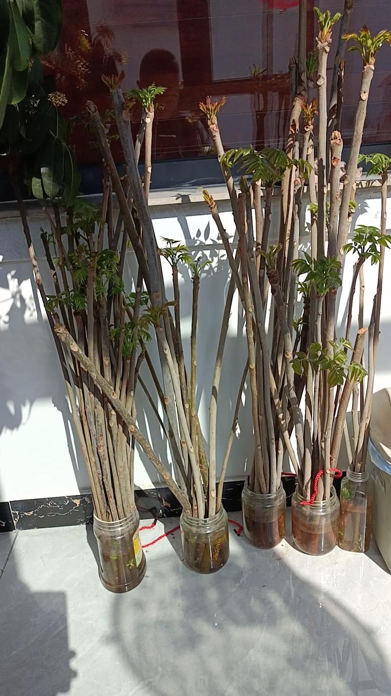 阳台种植香椿对风水有影响吗？