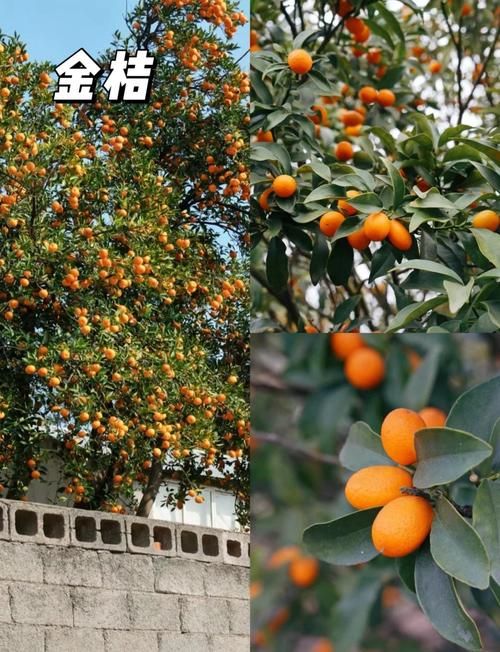 屋后种树对风水有影响吗？哪种树适合种植？