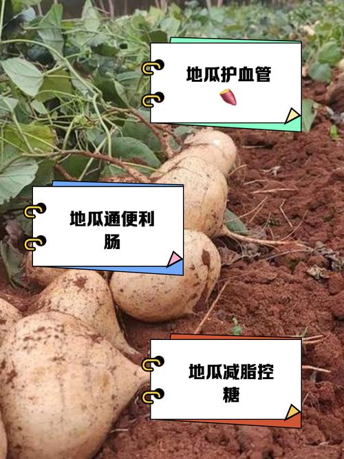 门口种植红薯对风水有影响吗？