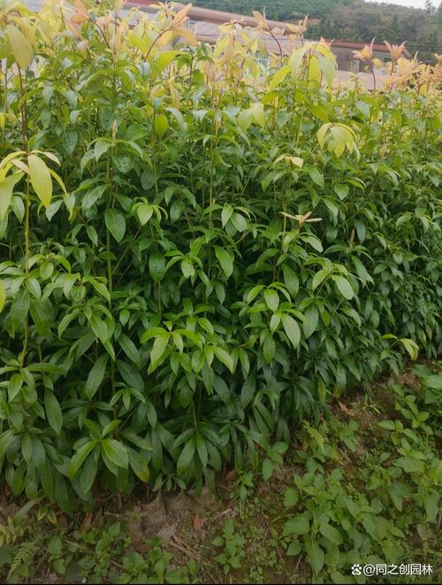 桢楠风水效果如何？它的价值高吗？