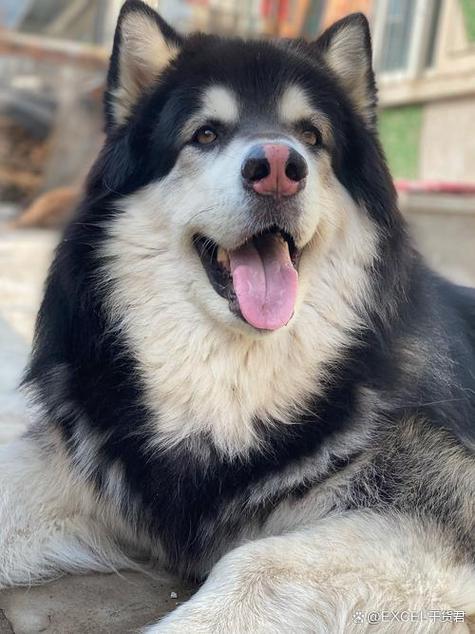 哪些生肖男命是狼忌命，晚年会守寡的女人会遭遇什么？