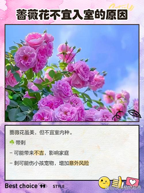 楼顶种植蔷薇会对住宅风水产生哪些不利影响？