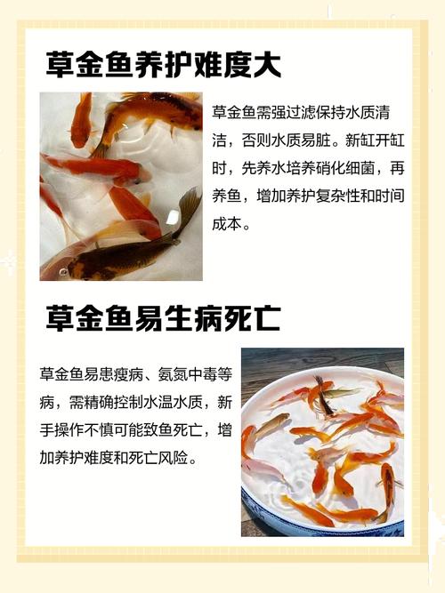 阳台养金鱼是否会对家居风水产生不良影响呢？