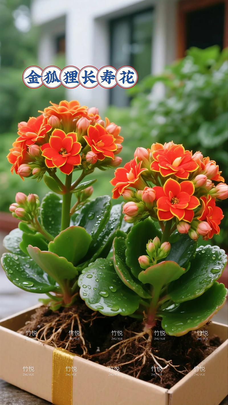 喜欢养植物的女人，适合养什么植物最旺命？