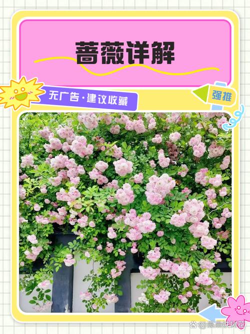 风水布局中，种植蔷薇花有哪些需要注意的忌讳？