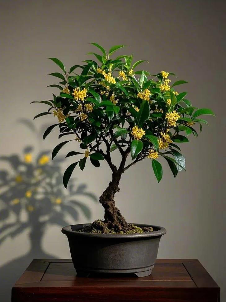 风水楼顶种植桂花是否合适？