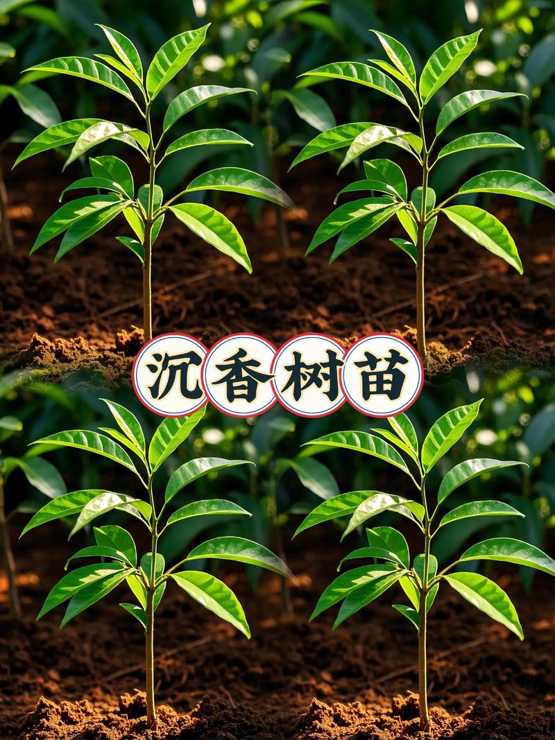 野生沉香树在风水学中是否被认定为具有吉祥风水的树木？