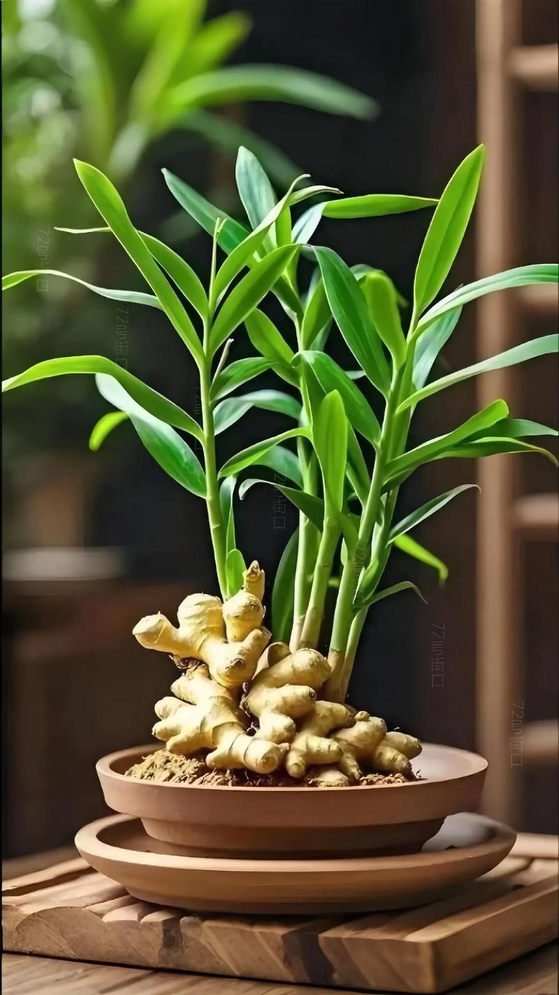 生姜在风水上有哪些具体应用或摆放方法？