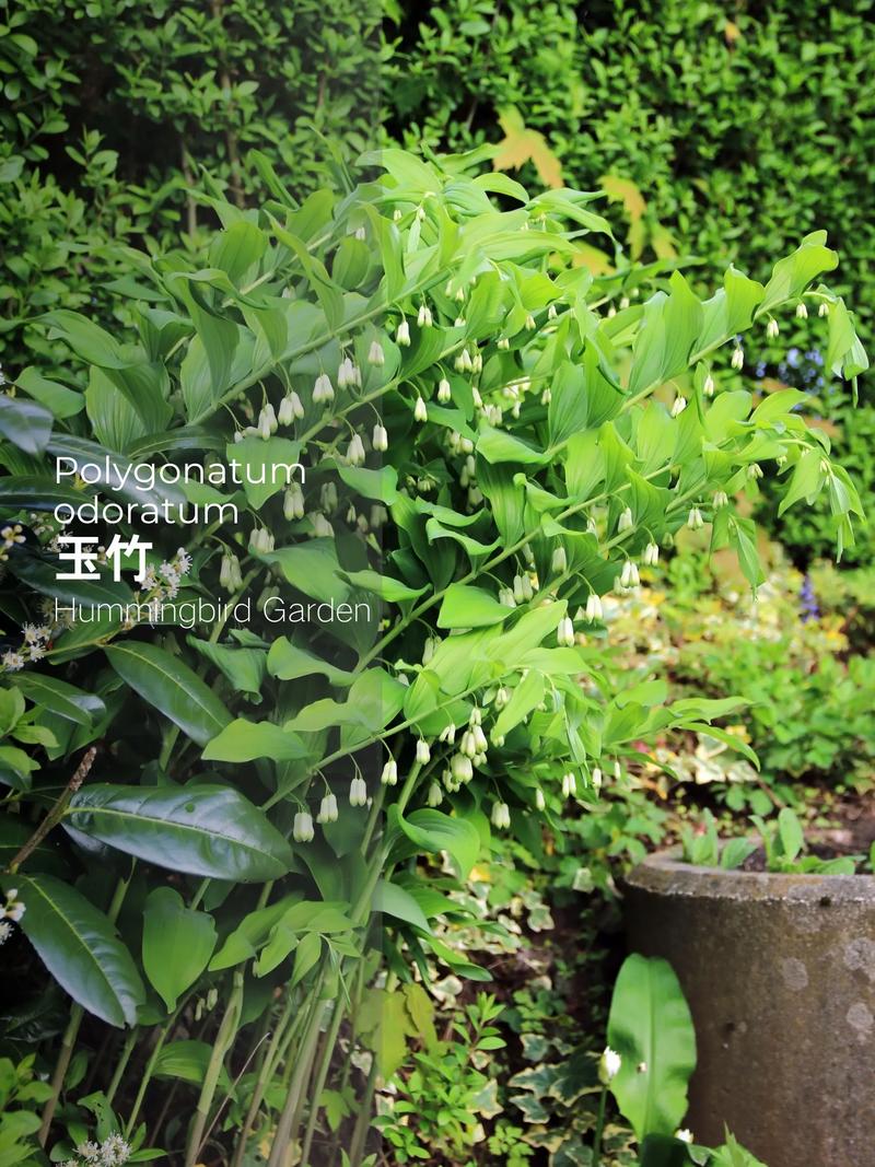 屋顶种植玉竹对风水有影响吗？