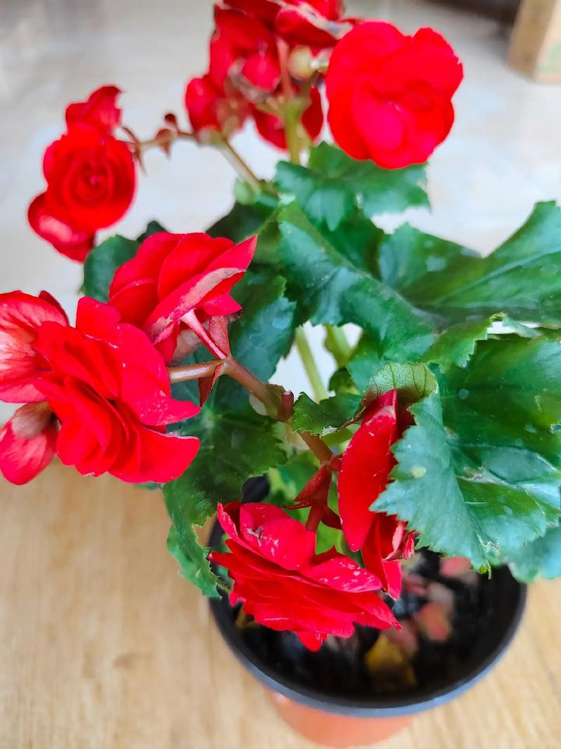 风水玻璃海棠是否具有吸阴效果？