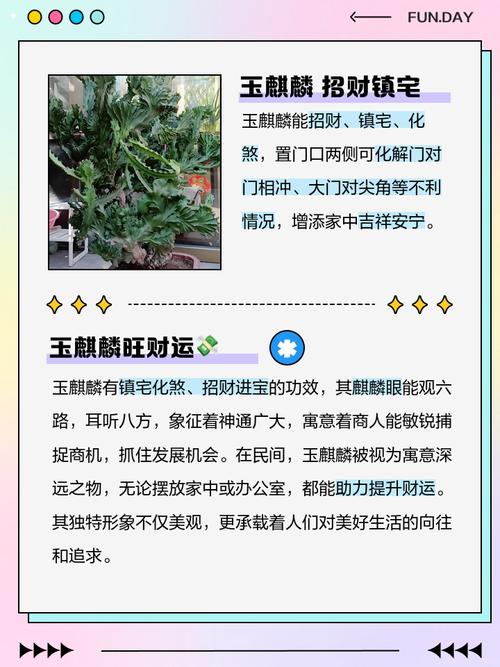 玉麒麟植物对家居风水有怎样的影响或作用？