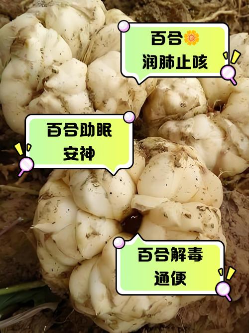 家里养百合会影响风水不好吗？
