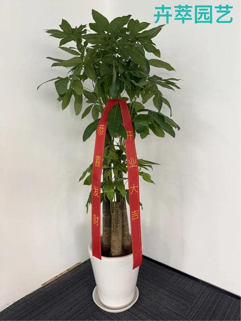 风水收银台摆放花卉有什么讲究吗？