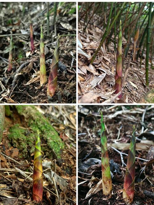 挖竹笋对风水有何具体影响或作用？