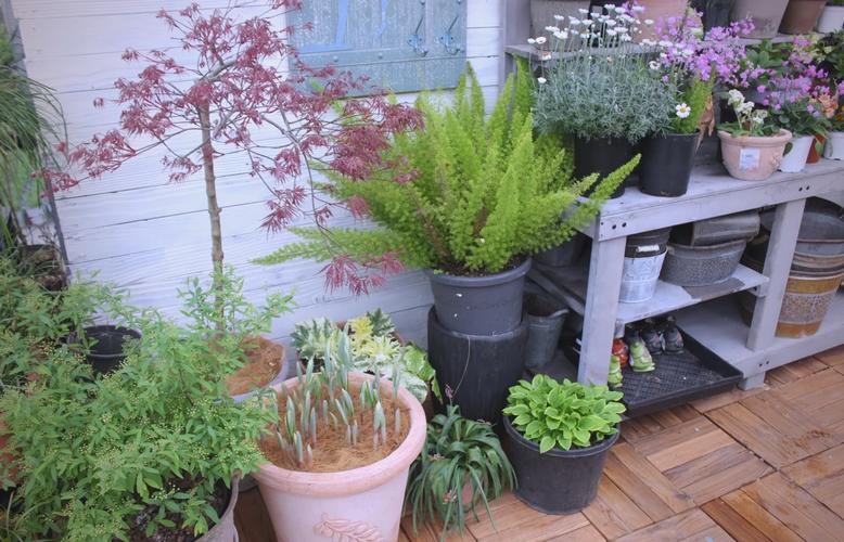 阳台种植玉竹风水如何？对家居运势有影响吗？