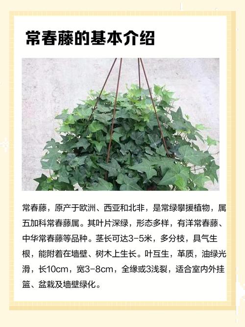 植物长藤对风水有影响吗？如何调整以改善风水？