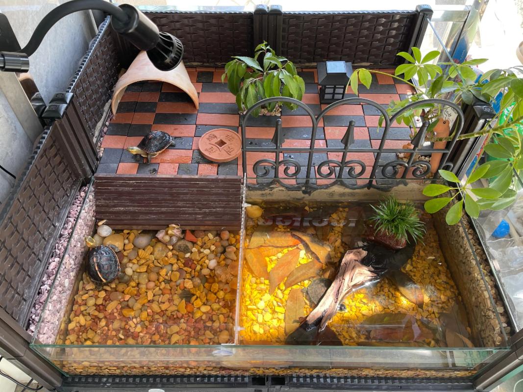 鱼缸乌龟放置在客厅会影响家居风水，是否真的有讲究呢？