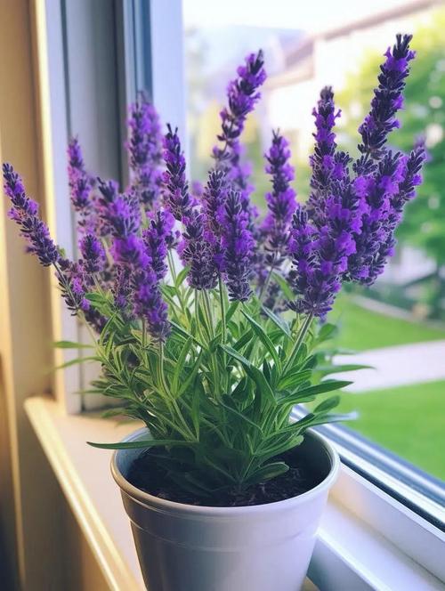 干薰衣草摆放在家中对风水有何具体影响？