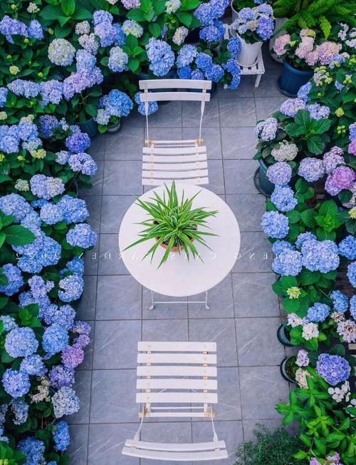 阳台适合养绣球花吗？风水角度有讲究吗？