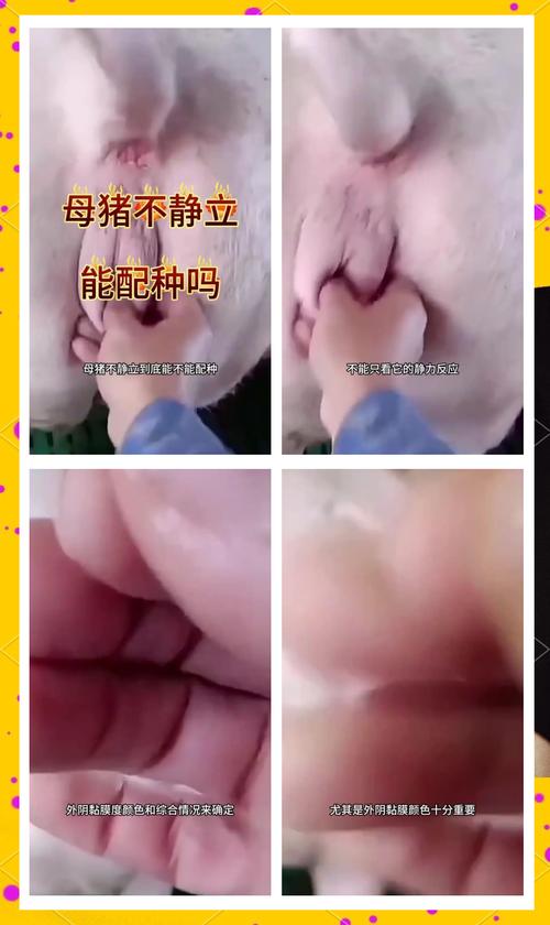 养母猪的风水说法有哪些讲究？