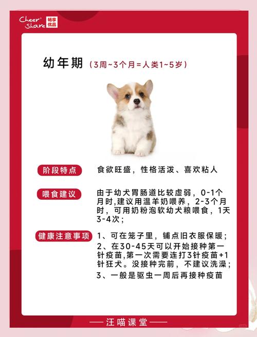 今年属狗的什么命？属鼠的今年又多大岁了？