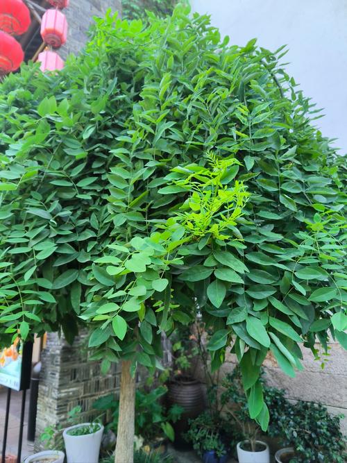 槐树种植在院内是否会影响风水？