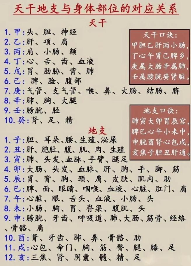 地支相连命格是什么？十二地支对应的脏腑是哪些？