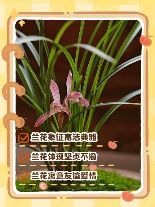 男人兰花命，命运多舛能改写吗？