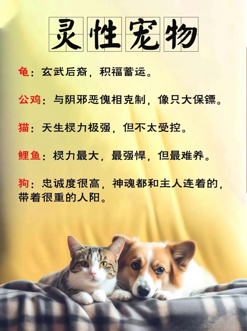 家养宠物风水有哪种说法或讲究呢？