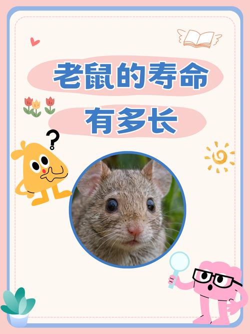 小老鼠的生命难道不是生命，为何不将其视为宝贵的存在？